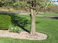 Same flowers a week later.