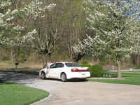 Blossoms cover the ground like snow.