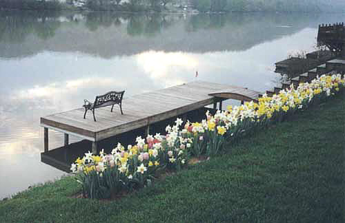 The dock and tulip bed.